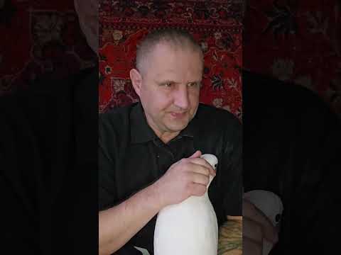 Видео: Как научить попугая говорить