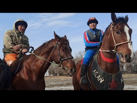 Видео: Карим Ажынын Улагы ( Оюн алдынан)