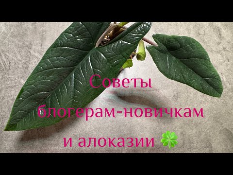 Видео: Советы блогерам-новичкам от блогера-новичка | Алоказии