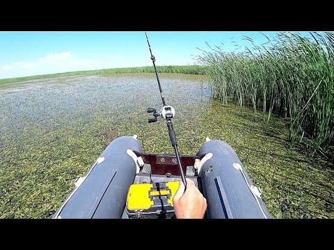 Видео: Рыбалка на ЗМЕЕГОЛОВА.ПроБУЕМ  соблазнить Динозавра и выманить из трастника