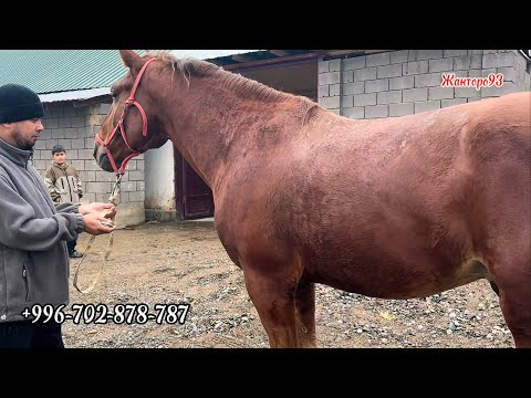 Видео: Чон Ат чыкты Коргуло 30 октября 2025 г.