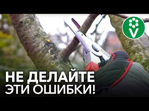 Видео: КЛАССИЧЕСКИЕ ОШИБКИ ПРИ ОБРЕЗКЕ плодовых деревьев, которые совершают все начинающие садоводы