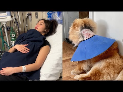 Видео: Что случилось после нападения на нашу собаку