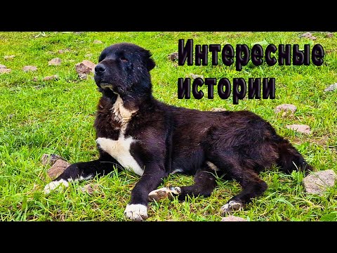 Видео: Еще одна история о волкодавах рассказанная Анваром.