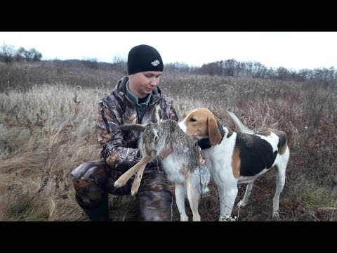 Видео: Охота На Зайца С Гончими! Начало Просто Супер!!!