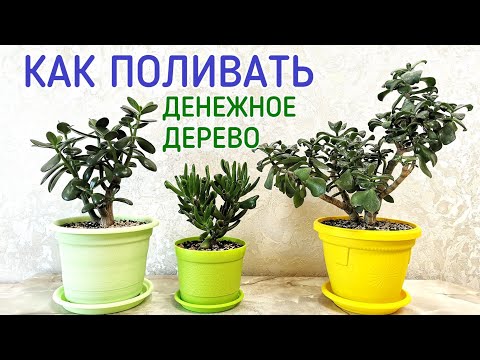Видео: Как поливать денежное дерево (толстянку).