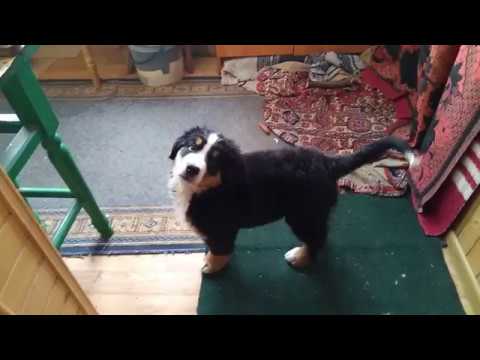 Видео: Бернский Зенненхунд Щенок