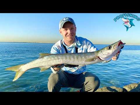 Видео: Рыбалка на Барракуду с берега на спиннинг в ОАЭ