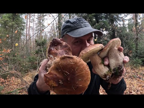 Видео: 4 ГРИБА і кошик повний..Такі знахідки 5 листопада за щастя! Прикарпаття дивує грибами!