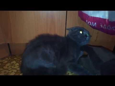 Видео: ШОК!!!В кота вселился дьявол? # SHOCK! The cat was possessed by the devil