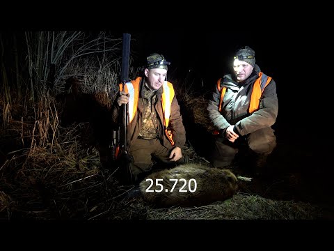 Видео: Охота на бобра с подхода #34 / Рекордный выстрел на 25+