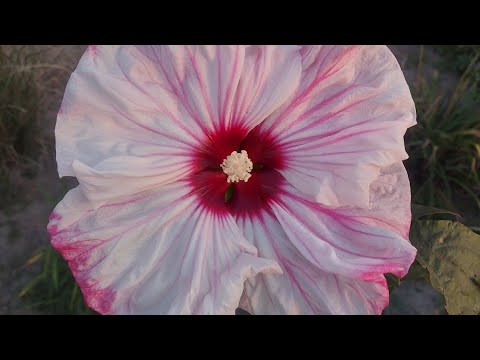 Видео: Його величність Гібіскус!💋Плюси і мінуси у вирощуванні.👈☝️👉