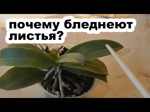 Видео: хлороз желтеют листья орхидеи