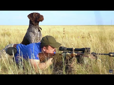 Видео: Охота на  СУРКА.  Упитанные сурки. Бескрайние степи Оренбуржья