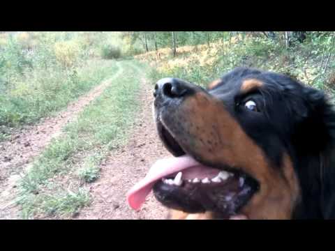 Видео: Бурят-монгольскй волкодав. Послушные хотошо