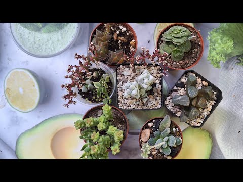 Видео: Новинки коллекции. Улов с выставки. 