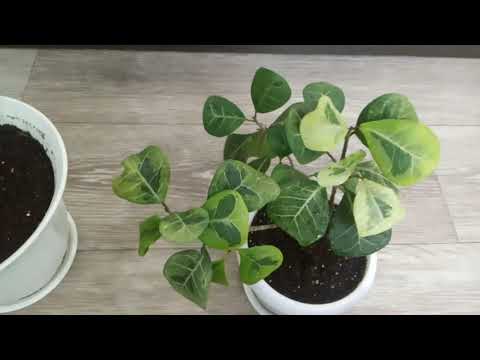 Видео: Комнатные Растения. Обзор Фикусов. 29 сентября