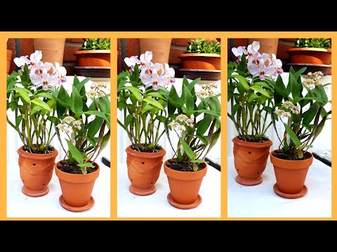 Видео: Орхидеи в интерьере. ДЕНДРОБИУМ в домашних условиях. Какой выбрать?