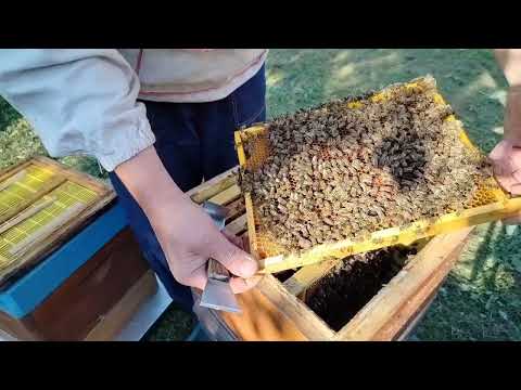 Видео: Пасека.21 августа 2024 года.Подготовка к зиме продолжается.