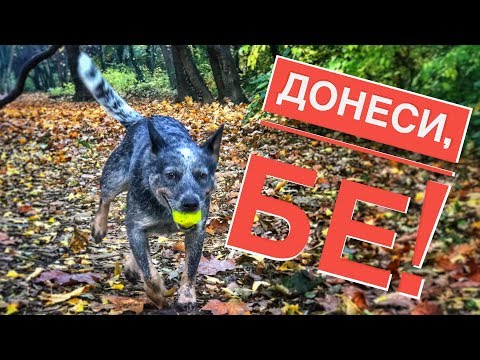Видео: Как да науча кучето да носи играчка
