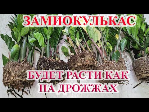 Видео: ЖАЛЕЮ, что раньше так не выращивала ЗАМИОКУЛЬКАС, растет как на дрожжах