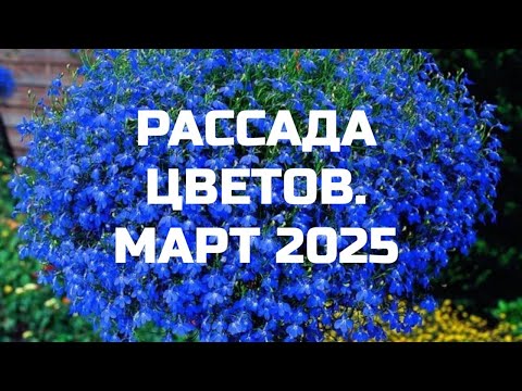 Видео: РАССАДА ЦВЕТОВ. МАРТ 25 г.