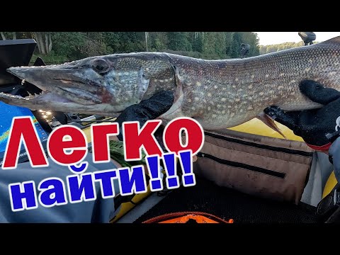 Видео: СЕГОДНЯ ПОЙМАЕМ ВСЕХ!!! ЩУКА, СУДАКИ И ОКУНИ!!! ГЛАВНОЕ НА ЧТО ЛОВИТЬ!!!