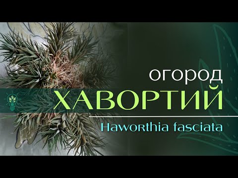Видео: Обрезка, черенкование и омолаживание Хавортии. ASMR пересадка растения. Огород Хавортий ✅ #хавортия