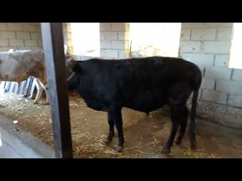 Видео: 4 САР БУКАИ ФУРУШИ БАРОИ БАСТ ТЕЛ 900645152