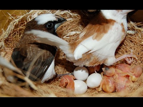 Видео: Японские амадины (finch) -  паровка & Japanese finches