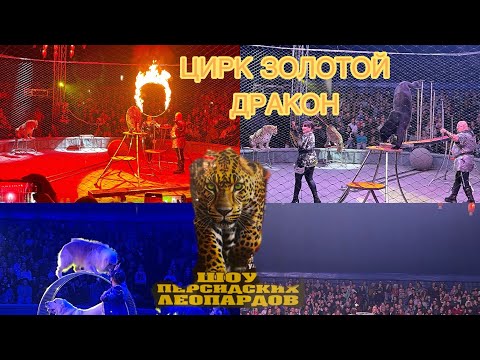 Видео: ЦИРК ЗОЛОТОЙ ДРАКОН