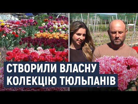 Видео: На Хмельниччині родина Єфименків зібрала колекцію тюльпанів, яка налічує 50 сортів