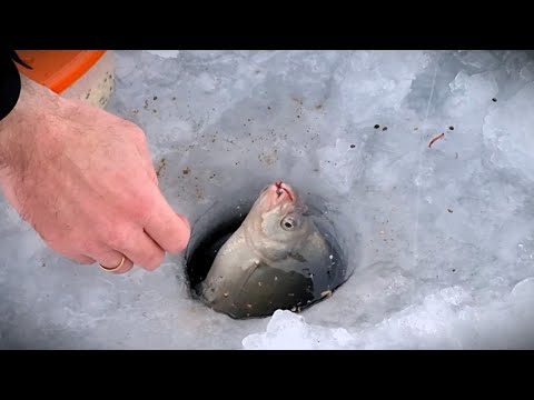 Видео: Зимняя рыбалка. Ловля плотвы, густеры и леща. Карповское водохранилище. РОЗЫГРЫШ!