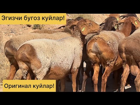Видео: Эгизчи бугоз куйлар! Шошилинг! 971500095☎️ 883100698☎️