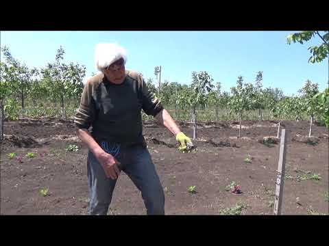 Видео: Формировка однолетки  Май 2020