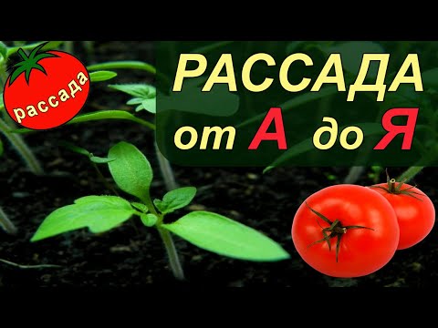 Видео: РАССАДА ТОМАТОВ от А до Я