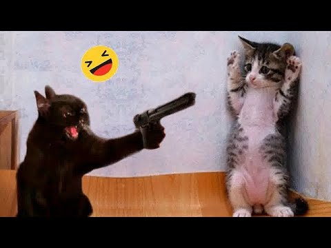 Видео: Самые ДРАМАТИЧНЫЕ коты всех времен 😂 Смешные видео с котами 2025 года 😹🐶