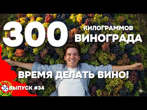 Видео: Фантастический урожай винограда в Португалии. Моё первое домашнее вино | Дом в Португалии. Выпуск 34