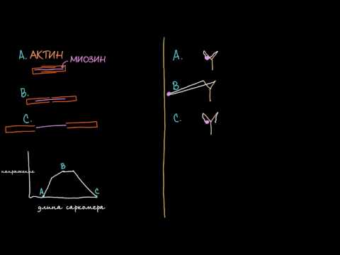 Видео: Сравнение активного сокращения и пассивного упругого возврата
