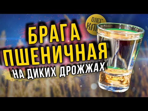 Видео: Пшеничная брага на диких дрожжах.  Пшеничный самогон. Как правильно сделать. // Олег Карп