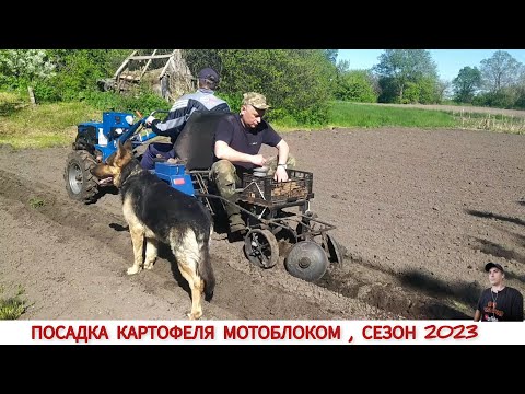 Видео: КОГДА ПОСАДКА КАРТОФЕЛЯ В УДОВОЛЬСТВИЕ С ТЯЖЁЛЫМ МОТОБЛОКОМ И САМОДЕЛЬНОЙ КАРТОФЕЛЕСАЖАЛКОЙ
