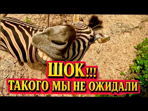 Видео: ШОК!!! Такого мы не ожидали в зоопарке Кхао Кхео! | Таиланд 2025 | Паттайя самостоятельно
