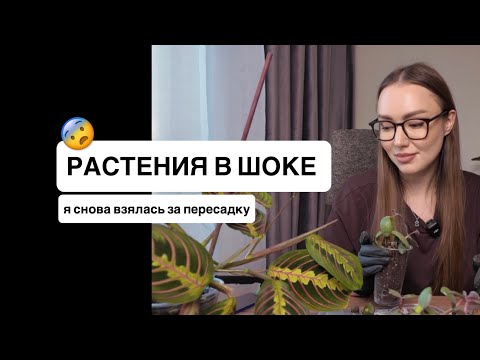 Видео: #10 #пересадка нуждающихся: #монстера  #калатея #толстянка