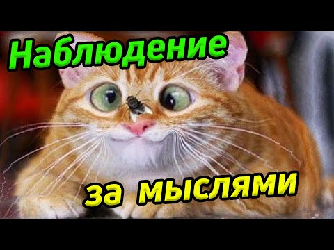 Видео: Практика наблюдения мыслей / Практика самоисследования