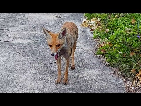 Видео: Молодая мама: Засыпает стоя😸😄