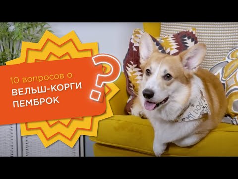 Видео: 10 вопросов о ВЕЛЬШ-КОРГИ ПЕМБРОК