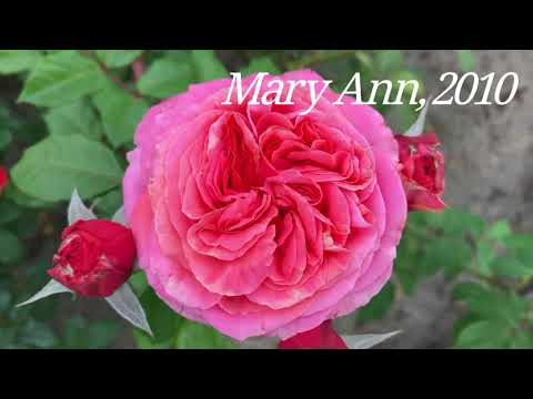 Видео: Розы Rosen Tantau 13 сортов