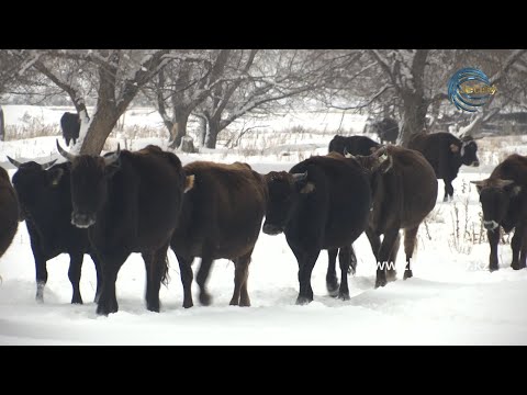 Видео: АУЫЛДАҒЫ АҒАЙЫН - КӨКӨЗЕК АУЫЛЫ (САРҚАН АУДАНЫ) 12.12.20