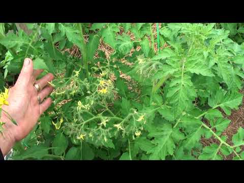 Видео: томаты Зои Лебедевой  июнь 2018 часть 1