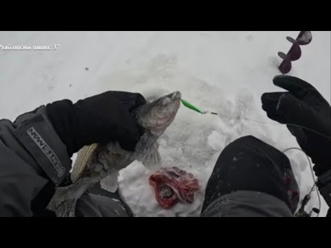 Видео: Ловля берша на алтынку с тюлькой на Волге ( горе море )
